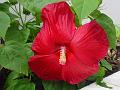 2008-0923_1450_Hibiscus_20C